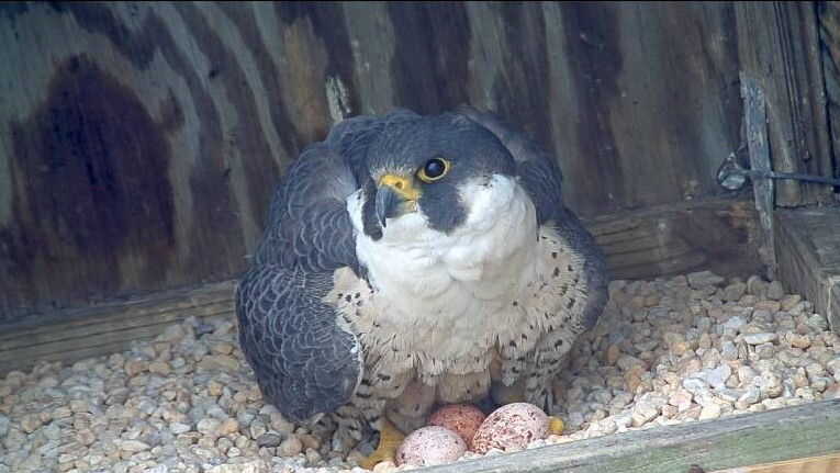 Falcon Cam