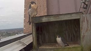 view from the falcon video stream.