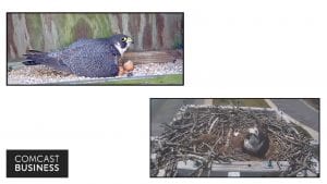 View from the falcon video stream.