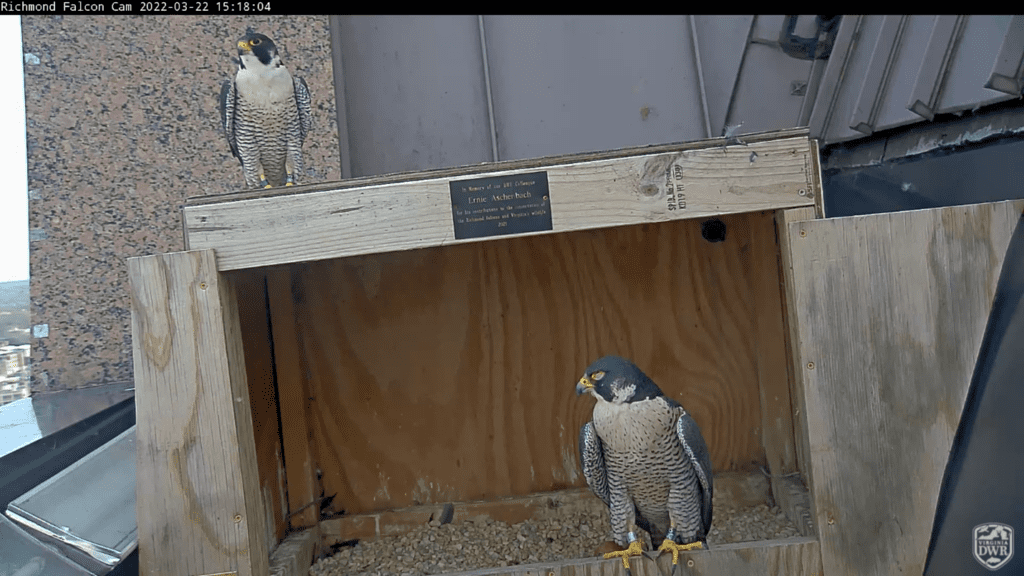 Bird-watching Season is Back in the Beltway Region! | Comcast Beltway